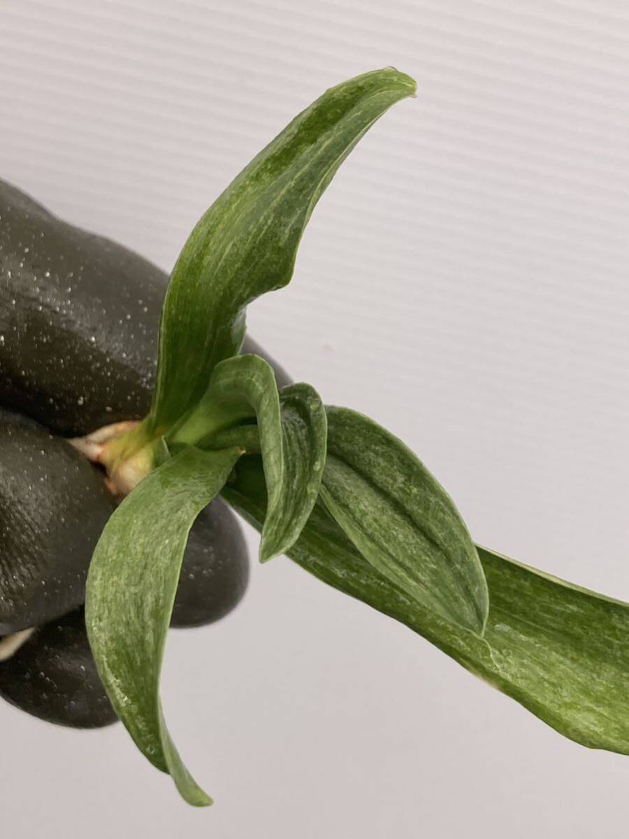 万年青　オモト　おもと　古典園芸　観葉植物　多肉植物　羅紗系　天賜鳳_画像3