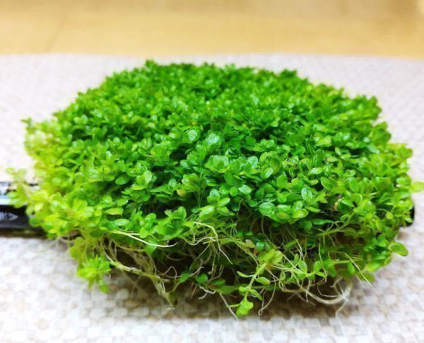 [ каждый утро отправка ] кий ba pearl-grass (6cm pot, водоросли, передний .., нет пестициды, Sune -ru нет ) No1601