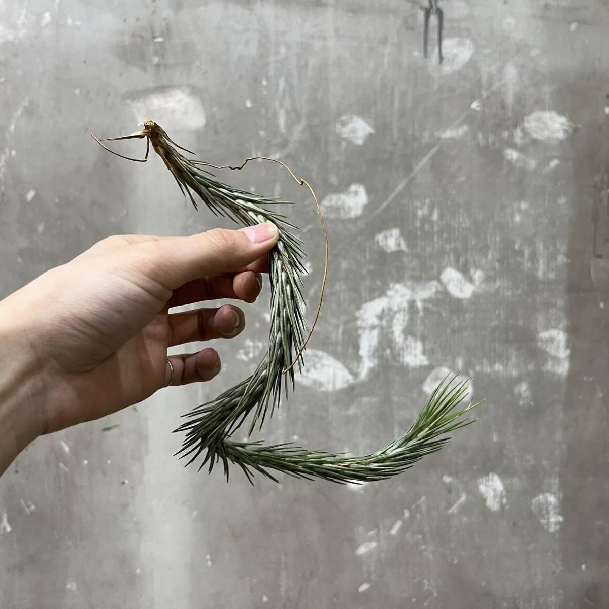 ［Pof］Tillandsia funckiana No.5 succulent form ティランジア・フンキアナ・サキュレントフォーム_画像1