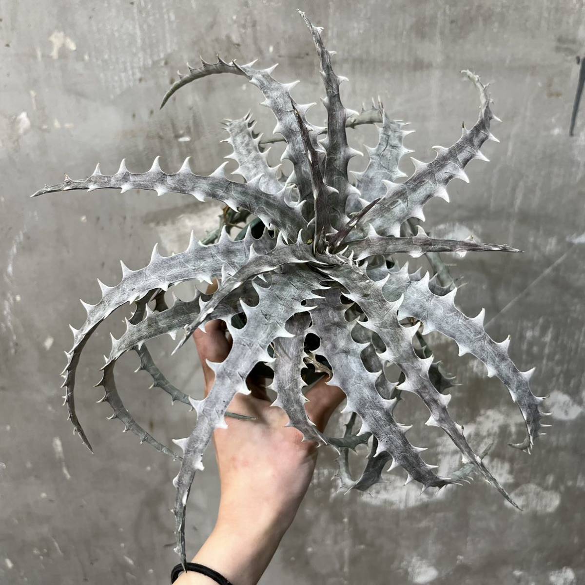 ［Pof］Dyckia goehringii white form × Original Clone ディッキア・ゴエリンギー・ホワイトフォーム×オリジナルクローン_画像6