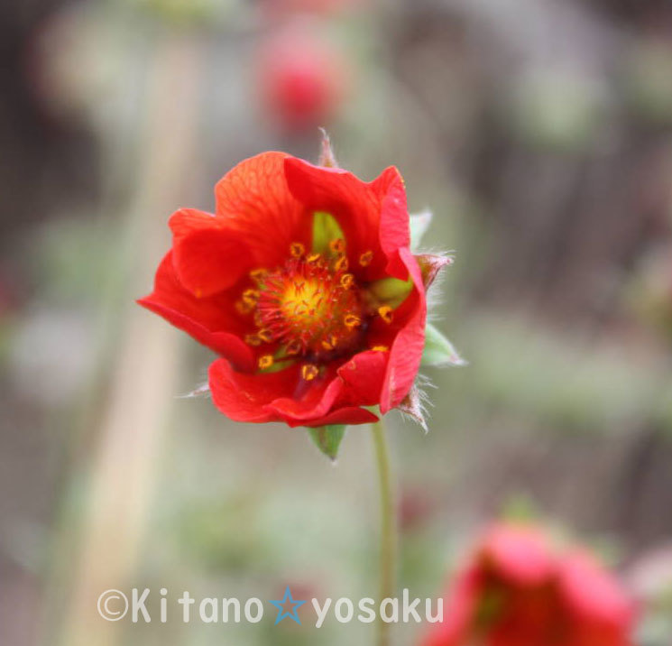 紅花金梅（ベニバナキンバイ）◇バラ科 ３寸（9.0cm）ポリポット栽培　☆開花時期６月~_画像1