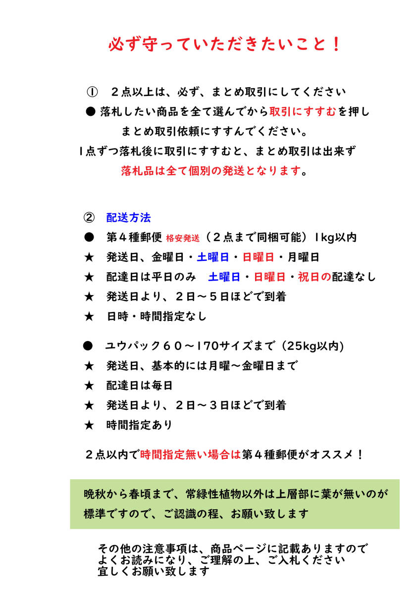 大文字草・波山（ハヤマ）◇ユキノシタ科　３寸（9.0cm)ポリポット栽培　●花終了　☆開花時期９月～_画像2