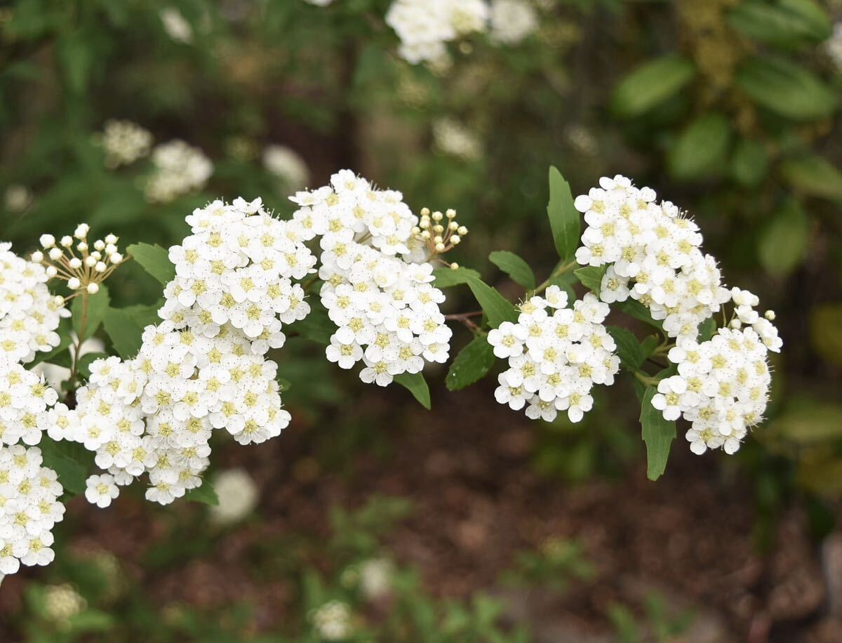 現品発送　コデマリ　白花　暑さ、寒さに強い　小手毬　落葉樹 2_花の参考写真。