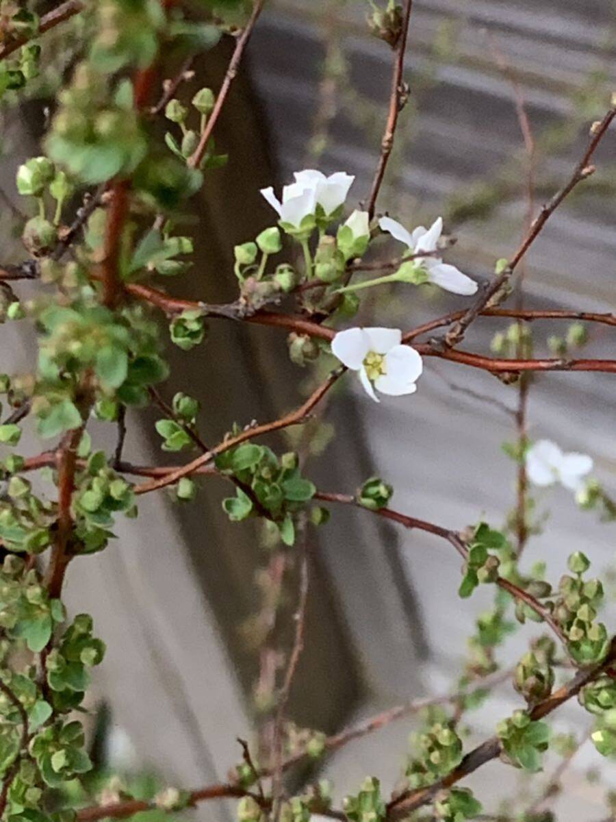 現品発送　ユキヤナギ　大きな株立ち　白花　雪柳　落葉樹　暑さ寒さに強い　切花にも　4_3月6日撮影。