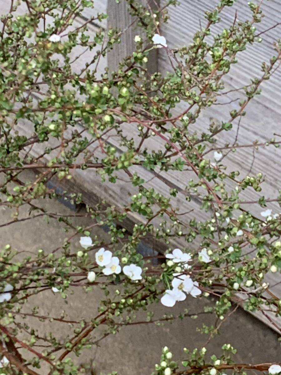 現品発送　ユキヤナギ　大きな株立ち　白花　雪柳　落葉樹　暑さ寒さに強い　切花にも　5_3月6日撮影。