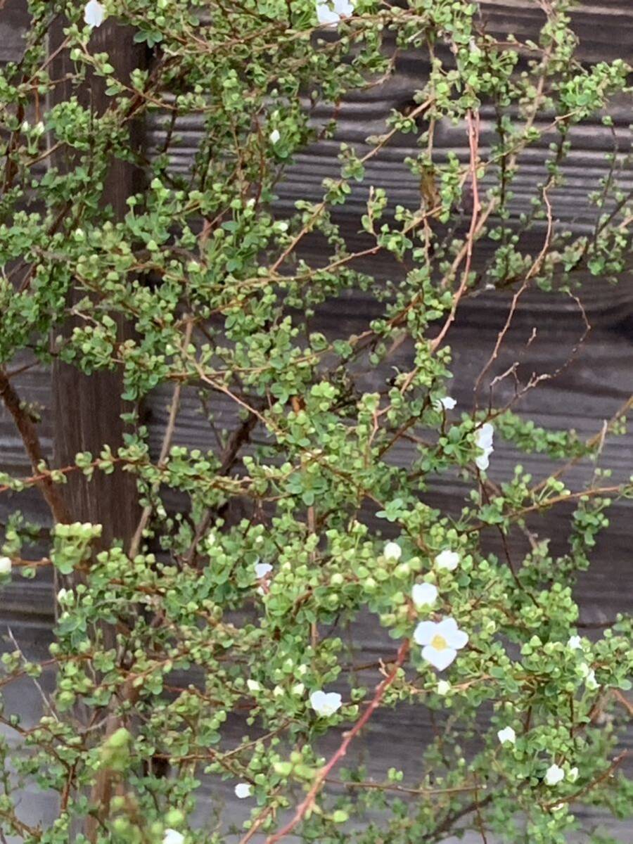 現品発送　ユキヤナギ　大きな株立ち　白花　雪柳　落葉樹　暑さ寒さに強い　切花にも　6_3月6日撮影。