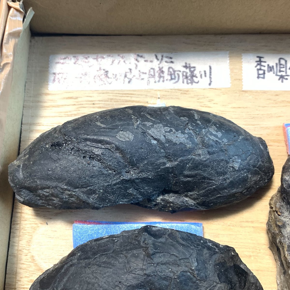 ◆日本の化石 四国産 アンモナイト 2種 デスモセラス メタプラセンチセラス◆⑦_画像2
