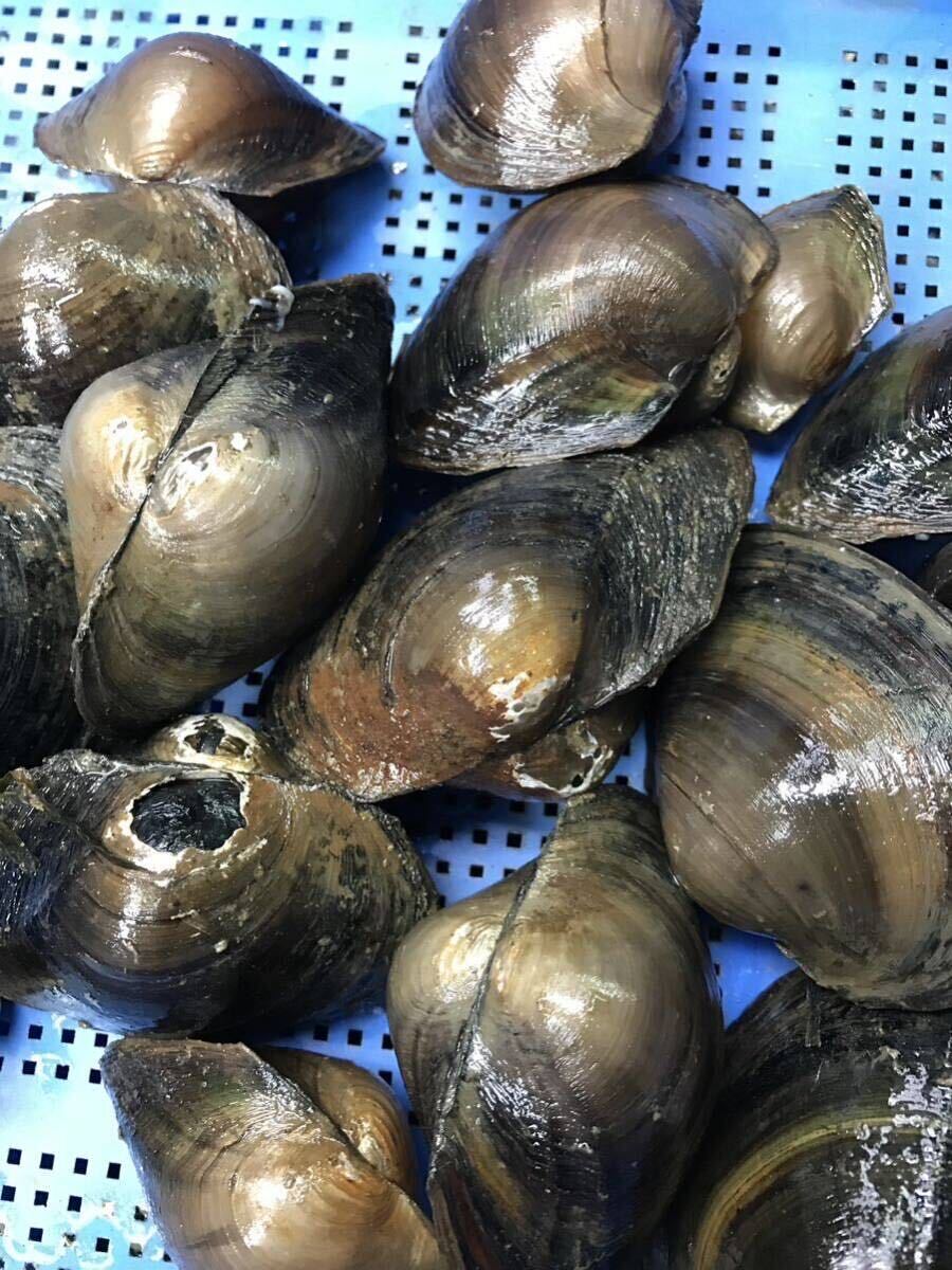 琵琶湖産　マルドブガイ8匹　限定出品タナゴ　産卵　母貝、_画像1