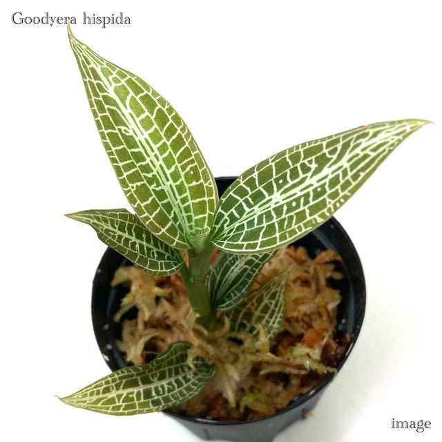 グッディエラ ヒスピダ (ジュエルオーキッド 宝石蘭 Goodyera hispida)_画像1