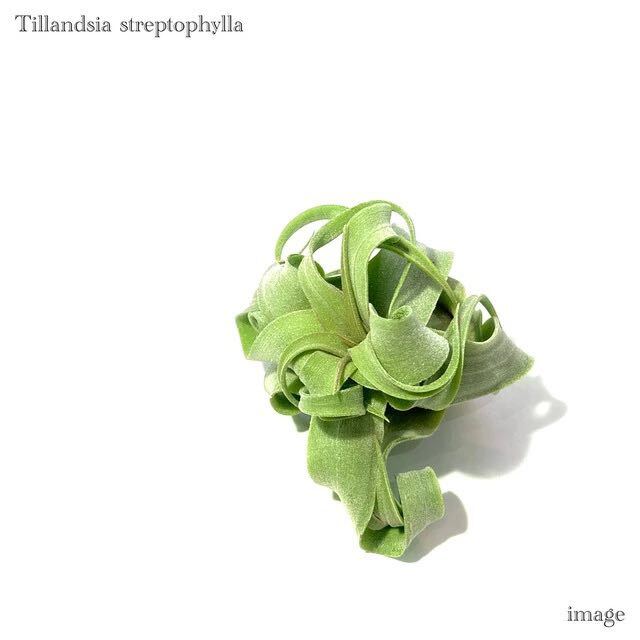 チランジア ストレプトフィラ S size (エアープランツ ティランジア streptophylla)_画像1