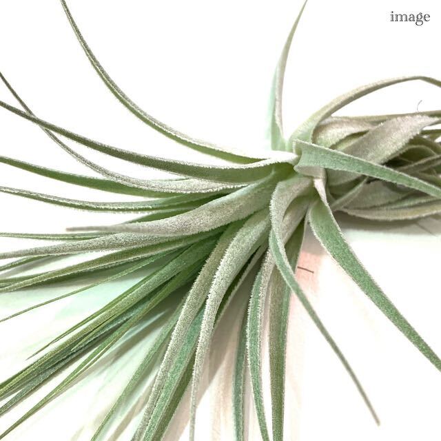 chi Ran jiagarudoneliM size ( air plant ti Ran jiagardneri)