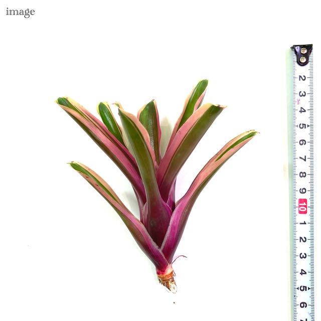 ネオレゲリア 'ファイヤーボール' 斑入り カット苗 (Neoregelia 'Fireball' f. variegated)_画像2