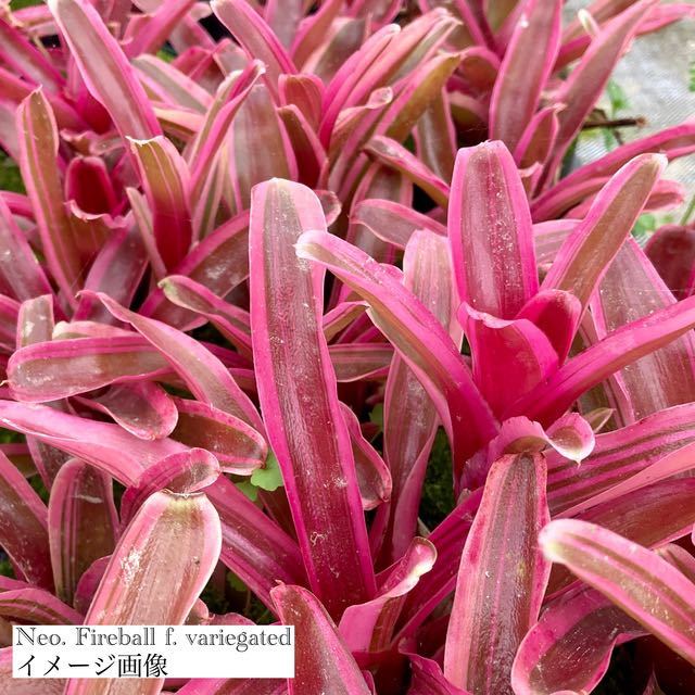 ネオレゲリア 'ファイヤーボール' 斑入り カット苗 (Neoregelia 'Fireball' f. variegated)_画像4