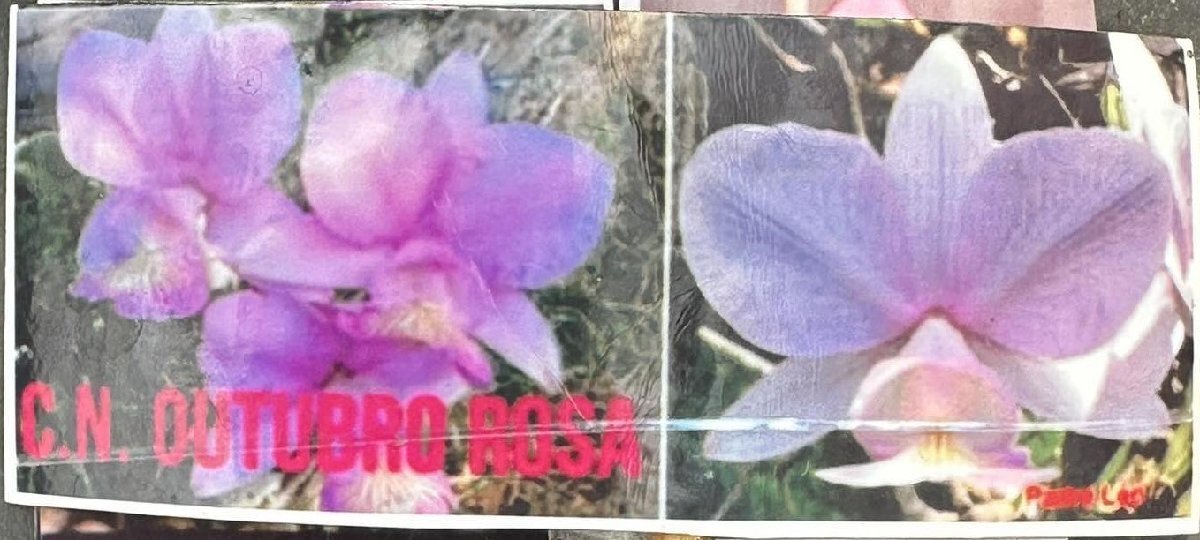 C. nobilior ('Outubro Rosa' x 'Padre Leo') 洋蘭 原種_画像1