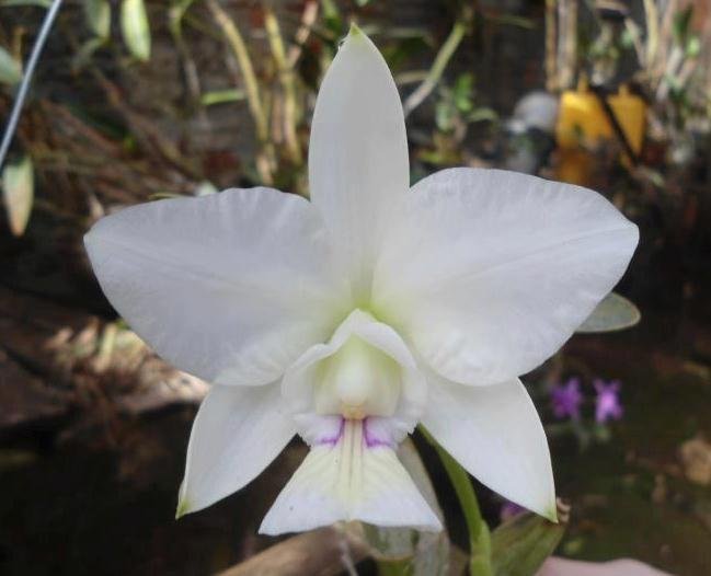 C. nobilior f. semi alba 'Akemi' x self 洋蘭 原種_画像1