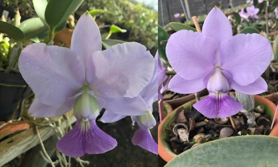 C. walkeriana coerulea x sib ('Caled' x 'Marcia Ferraz') 洋蘭 原種_画像1