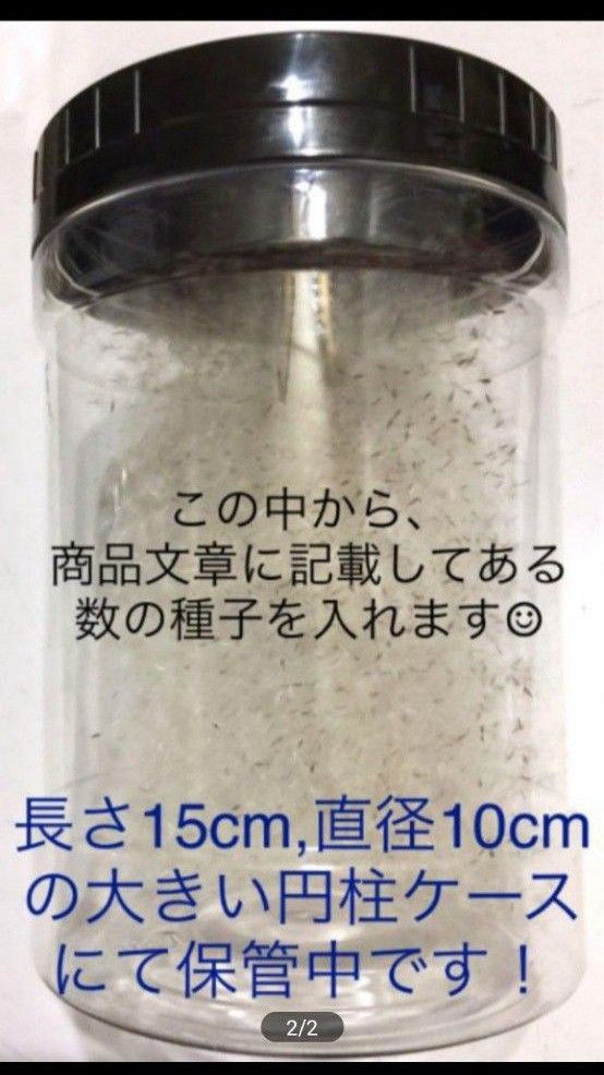 【同梱で50円ずつ値引き】【大容量1000個】オニノゲシ種子 農薬などを一切使わず自家栽培した苗から採取 無農薬