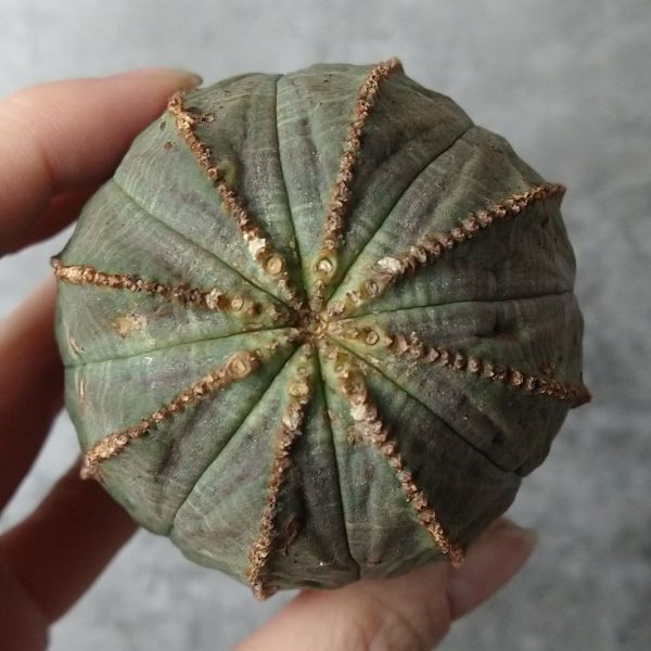 【B5211】【SS級巨大12㎝株！！極上特選大株！！】ユーフォルビア オベサ Euphorbia obesa ( 検索 アガベ 多肉植物 )の画像4