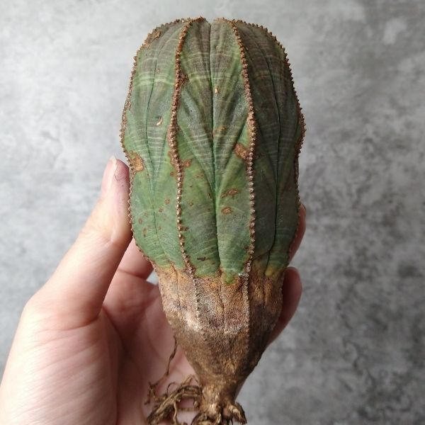 【B5211】【SS級巨大12㎝株！！極上特選大株！！】ユーフォルビア オベサ Euphorbia obesa ( 検索 アガベ 多肉植物 )の画像1