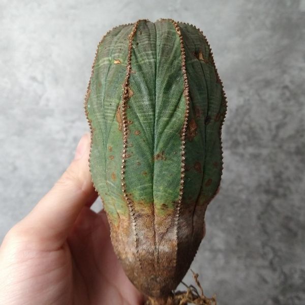 【B5211】【SS級巨大12㎝株！！極上特選大株！！】ユーフォルビア オベサ Euphorbia obesa ( 検索 アガベ 多肉植物 )の画像2