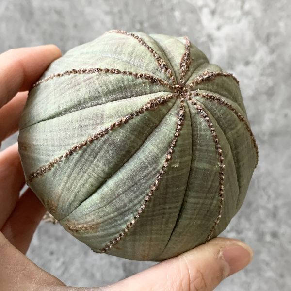 【B5278】SS級幅7.5㎝巨大株！！【極上特選大株！！】ユーフォルビア オベサ Euphorbia obesa ( 検索 アガベ 多肉植物 )の画像5