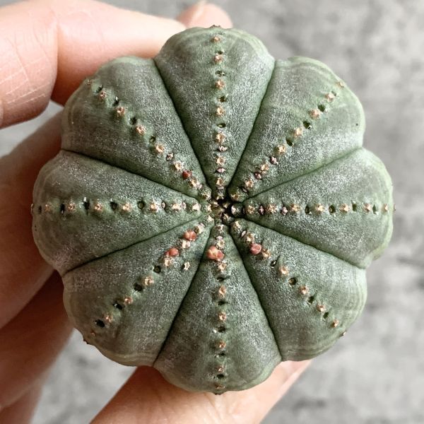 【B5008】【SS級キノコ型！選抜株】ユーフォルビア オベサ Euphorbia obesa ( 検索 アガベ 塊根植物 多肉植物 )の画像2