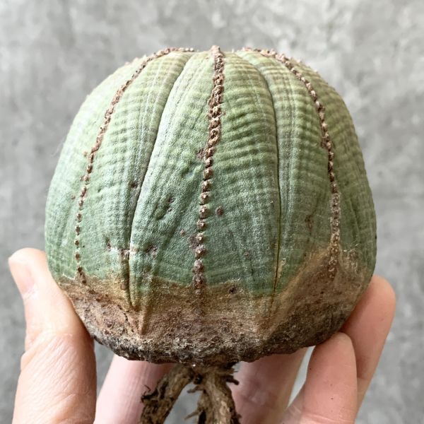 【B5279】【SS級特大多稜株！！極上特選大株！！】ユーフォルビア オベサ Euphorbia obesa ( 検索 アガベ 多肉植物 )の画像4