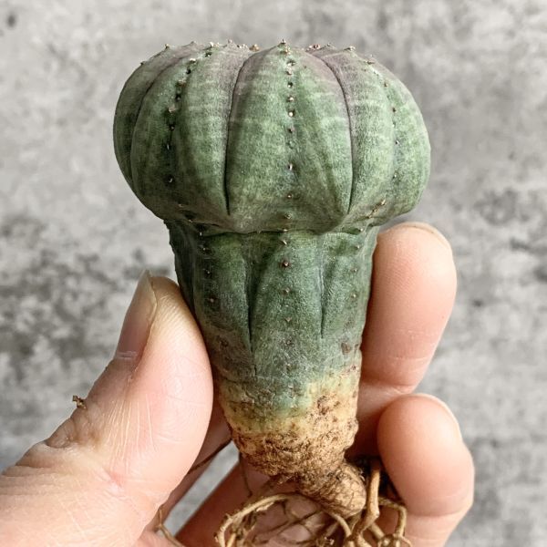 【B5009】【SS級キノコ型！選抜株】ユーフォルビア オベサ Euphorbia obesa ( 検索 アガベ 塊根植物 多肉植物 )の画像1