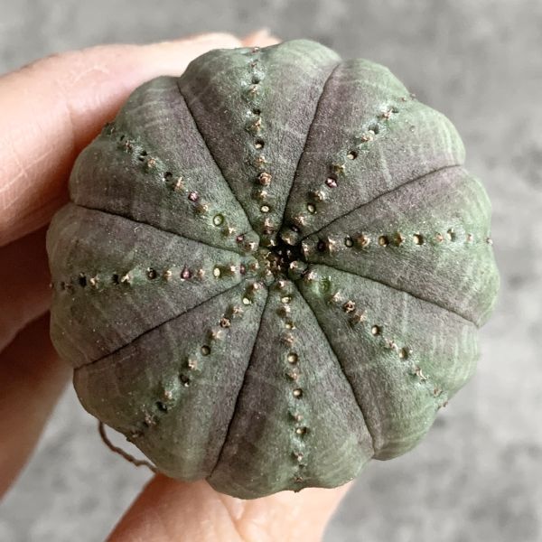 【B5009】【SS級キノコ型！選抜株】ユーフォルビア オベサ Euphorbia obesa ( 検索 アガベ 塊根植物 多肉植物 )の画像2