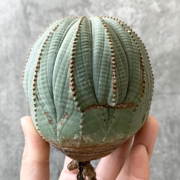 【B5280】【SS級特大多稜株！！極上特選大株！！】ユーフォルビア オベサ Euphorbia obesa ( 検索 アガベ 多肉植物 )の画像5