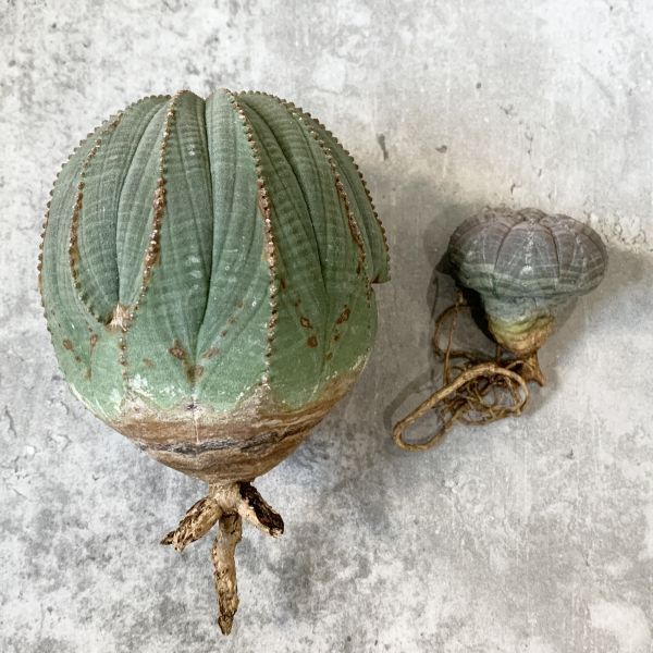 【B5280】【SS級特大多稜株！！極上特選大株！！】ユーフォルビア オベサ Euphorbia obesa ( 検索 アガベ 多肉植物 )の画像3