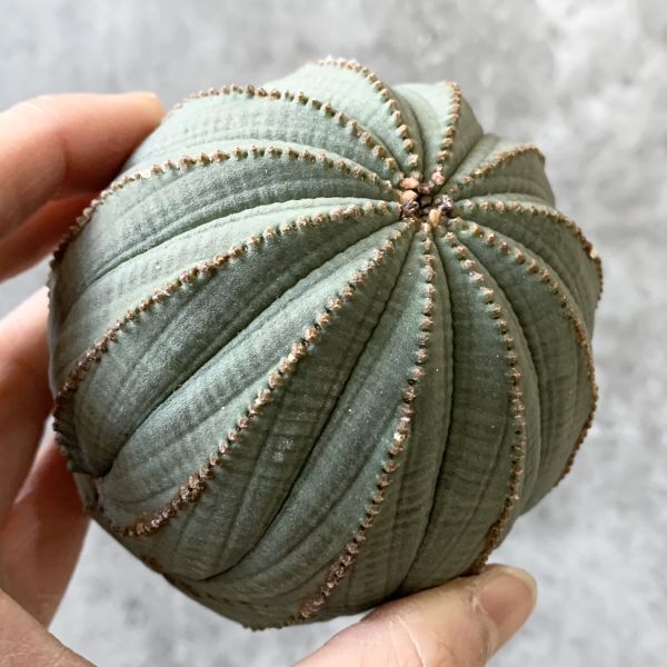 【B5280】【SS級特大多稜株！！極上特選大株！！】ユーフォルビア オベサ Euphorbia obesa ( 検索 アガベ 多肉植物 )の画像4