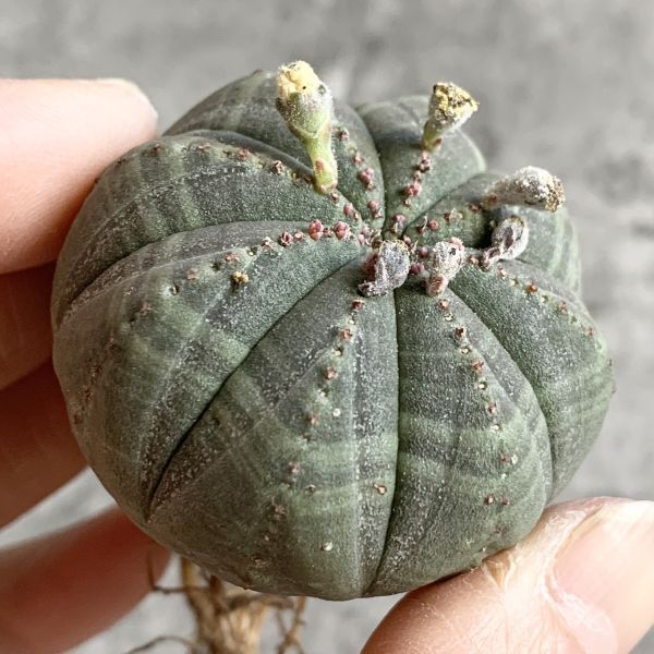 【B5011】【選抜株】ユーフォルビア オベサ Euphorbia obesa ( 検索 アガベ 塊根植物 多肉植物 )の画像3