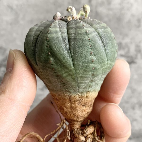 【B5011】【選抜株】ユーフォルビア オベサ Euphorbia obesa ( 検索 アガベ 塊根植物 多肉植物 )の画像2