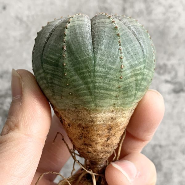【B5012】【選抜株】ユーフォルビア オベサ Euphorbia obesa ( 検索 アガベ 塊根植物 多肉植物 )の画像1