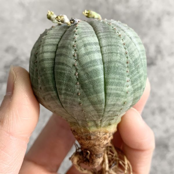 【B5013】【選抜株】ユーフォルビア オベサ Euphorbia obesa ( 検索 アガベ 塊根植物 多肉植物 )の画像1