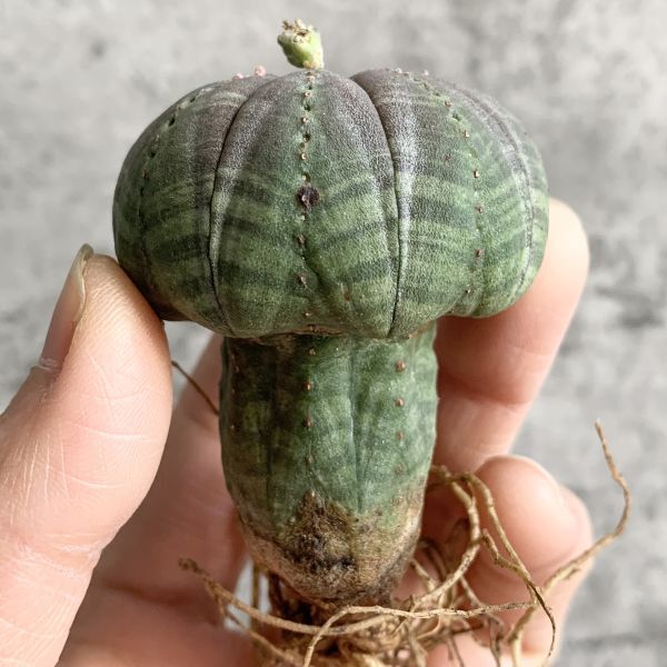 【B5014】【SS級キノコ型！選抜株】ユーフォルビア オベサ Euphorbia obesa ( 検索 アガベ 塊根植物 多肉植物 )の画像1