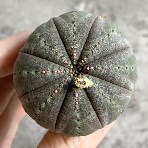 【B5014】【SS級キノコ型！選抜株】ユーフォルビア オベサ Euphorbia obesa ( 検索 アガベ 塊根植物 多肉植物 )の画像2