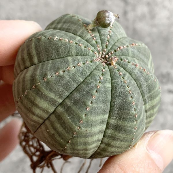 【B5015】【選抜株】ユーフォルビア オベサ Euphorbia obesa ( 検索 アガベ 塊根植物 多肉植物 )の画像3