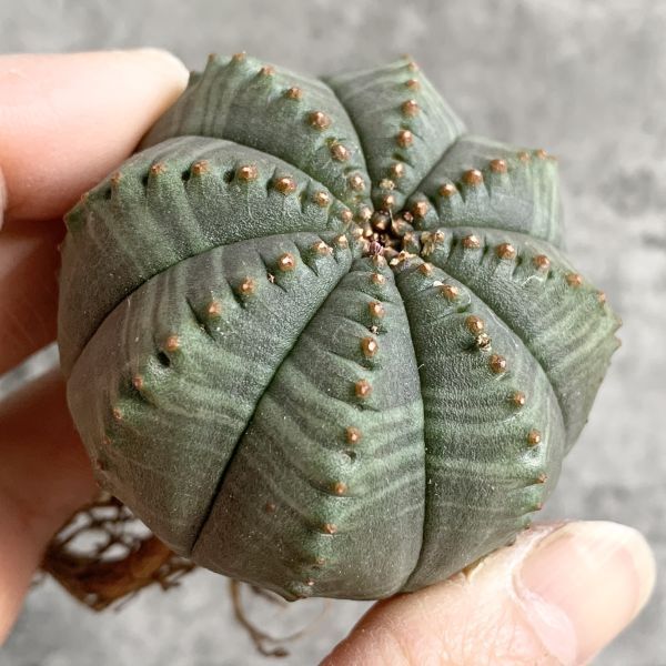 【B5016】【SS級美模様選抜株】ユーフォルビア オベサ Euphorbia obesa ( 検索 アガベ 塊根植物 多肉植物 )の画像1