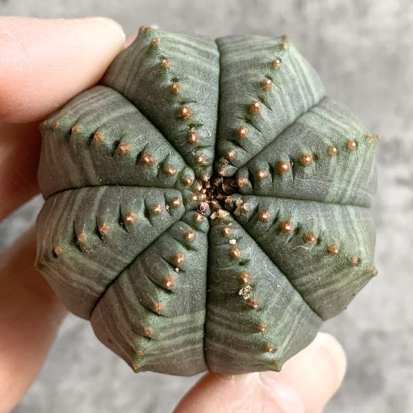 【B5016】【SS級美模様選抜株】ユーフォルビア オベサ Euphorbia obesa ( 検索 アガベ 塊根植物 多肉植物 )の画像3