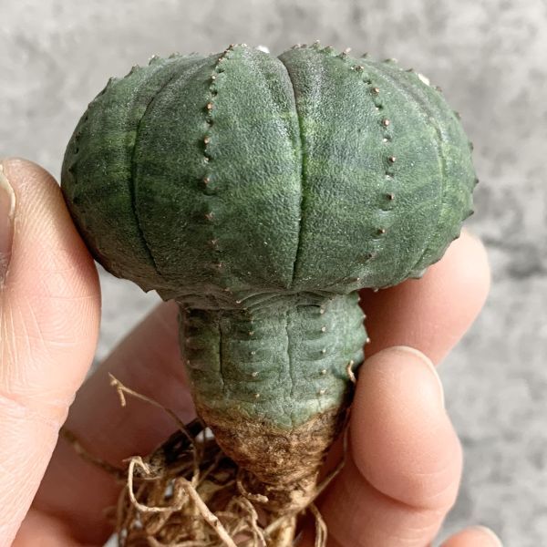 【B5028】【選抜株】ユーフォルビア オベサ Euphorbia obesa ( 検索 アガベ 塊根植物 多肉植物 )_画像1