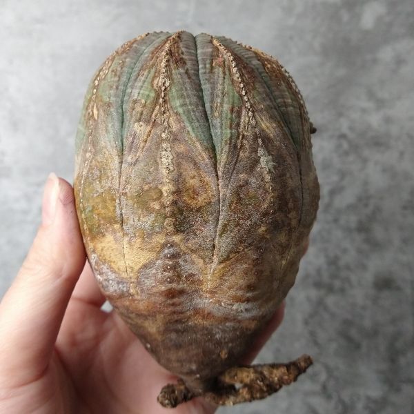 【B5214】★注目株★SS級ヴィンテージ株！！【極上特選大株！！】ユーフォルビア オベサ Euphorbia obesa ( 検索 アガベ 多肉植物 )_画像5