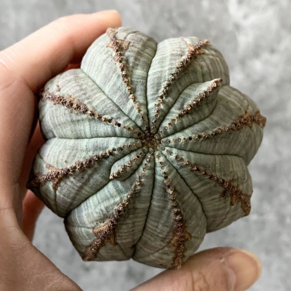 【B5282】SS級巨大12㎝株！！【極上特選大株！！】ユーフォルビア オベサ Euphorbia obesa ( 検索 アガベ 多肉植物 )_画像2