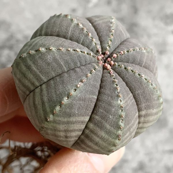 【B5021】【選抜株】ユーフォルビア オベサ Euphorbia obesa ( 検索 アガベ 塊根植物 多肉植物 )_画像3