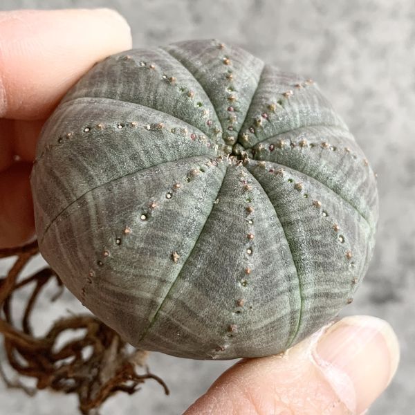 【B5023】【選抜株】ユーフォルビア オベサ Euphorbia obesa ( 検索 アガベ 塊根植物 多肉植物 )_画像3