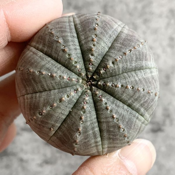 【B5023】【選抜株】ユーフォルビア オベサ Euphorbia obesa ( 検索 アガベ 塊根植物 多肉植物 )_画像2