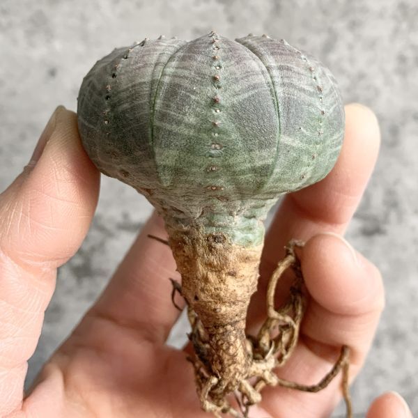 【B5023】【選抜株】ユーフォルビア オベサ Euphorbia obesa ( 検索 アガベ 塊根植物 多肉植物 )_画像1