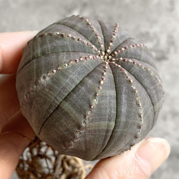 【B5042】【選抜株】ユーフォルビア オベサ Euphorbia obesa ( 検索 アガベ 塊根植物 多肉植物 )の画像3