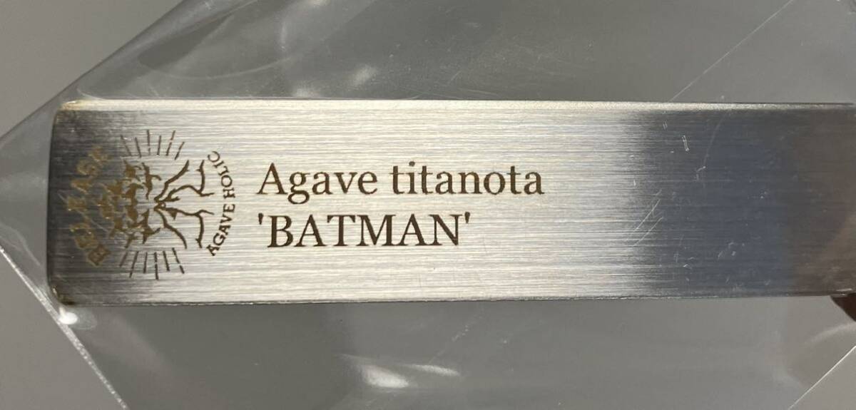 アガベ チタノタ Crown eagle (BATMAN)②（検）オテロイ agave titanota oteroi の画像9